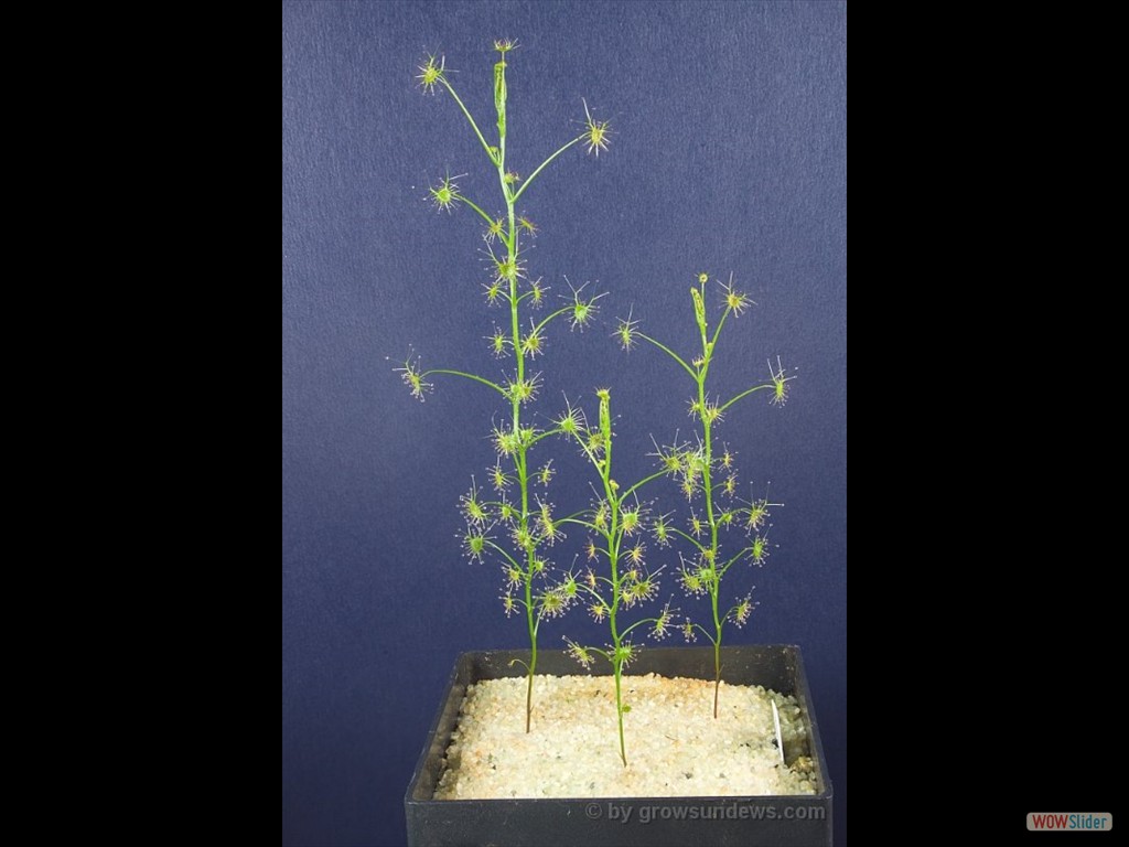 Drosera modesta