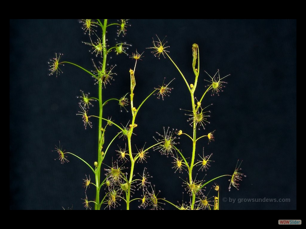 Drosera modesta Manjimup 1