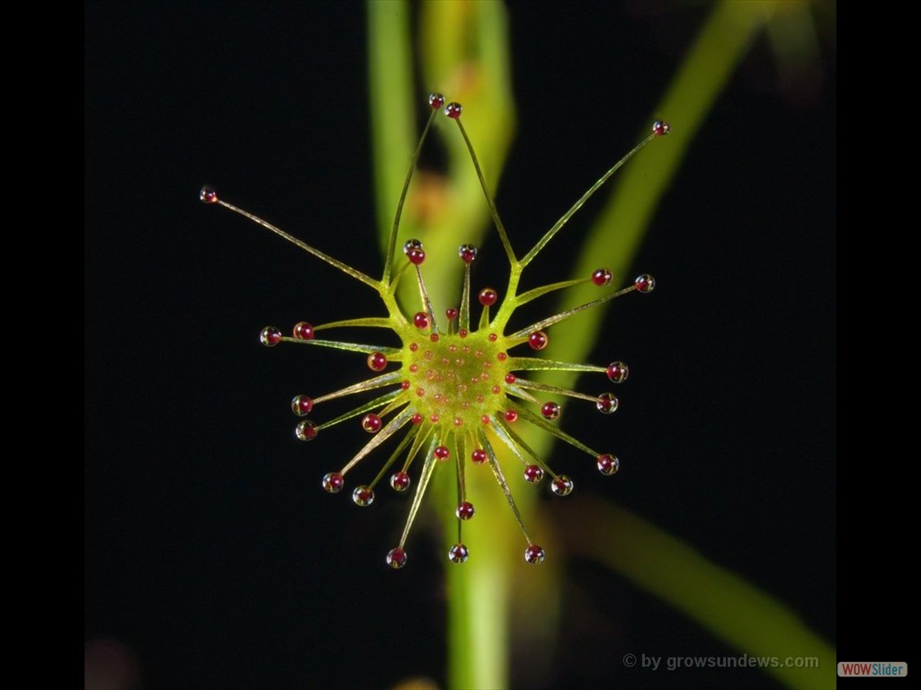 Drosera modesta Manjimup leaf