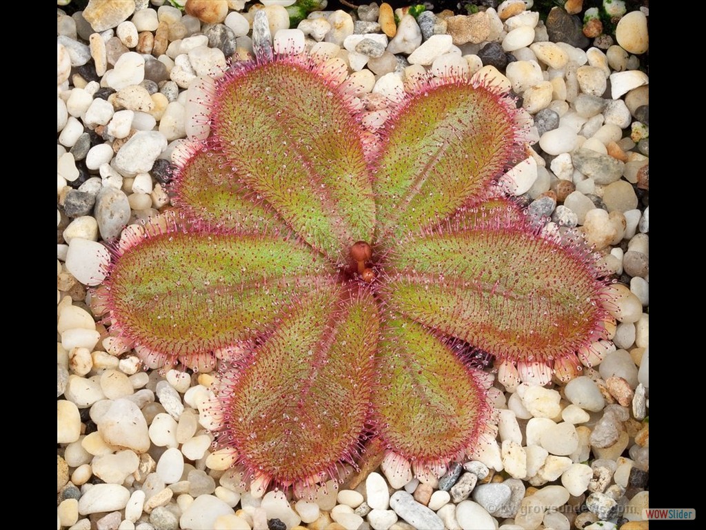 Drosera monantha 1