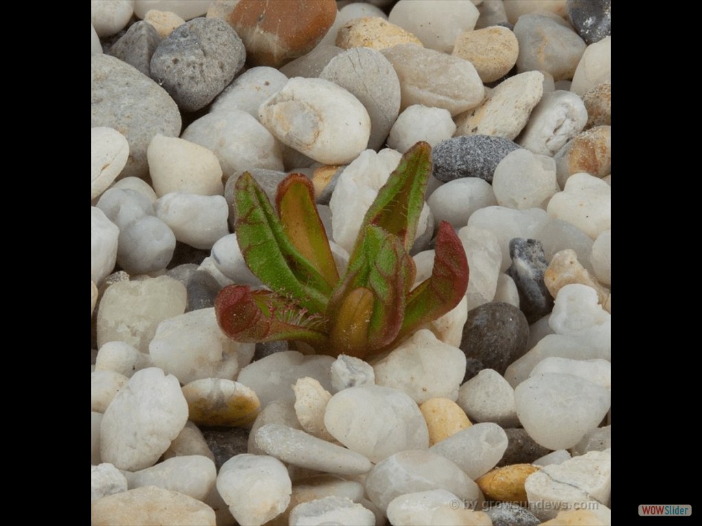 Drosera monantha awakening DMOA1