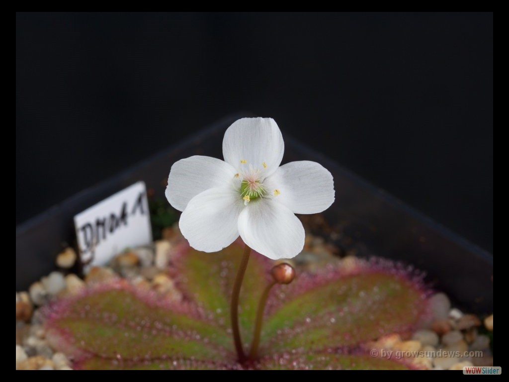 Drosera monantha flower