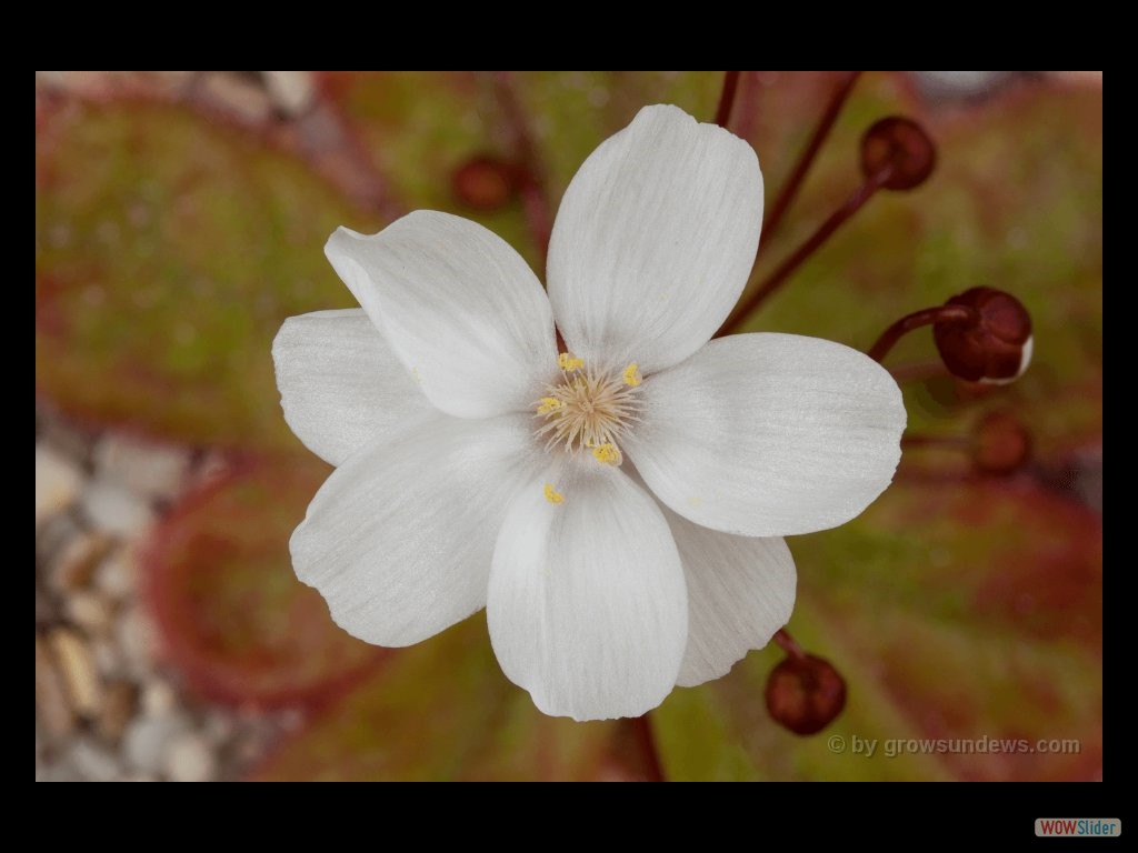 Drosera monantha flower 2 DMOA1