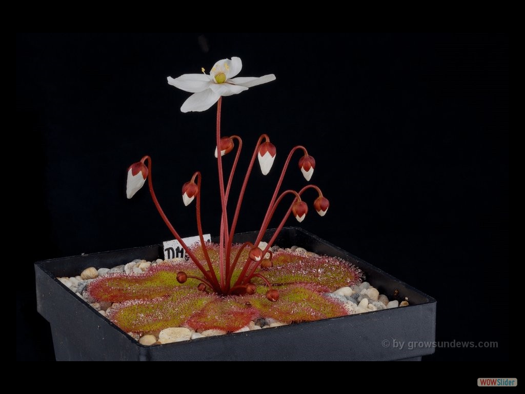 Drosera monantha with flowers DMOA1