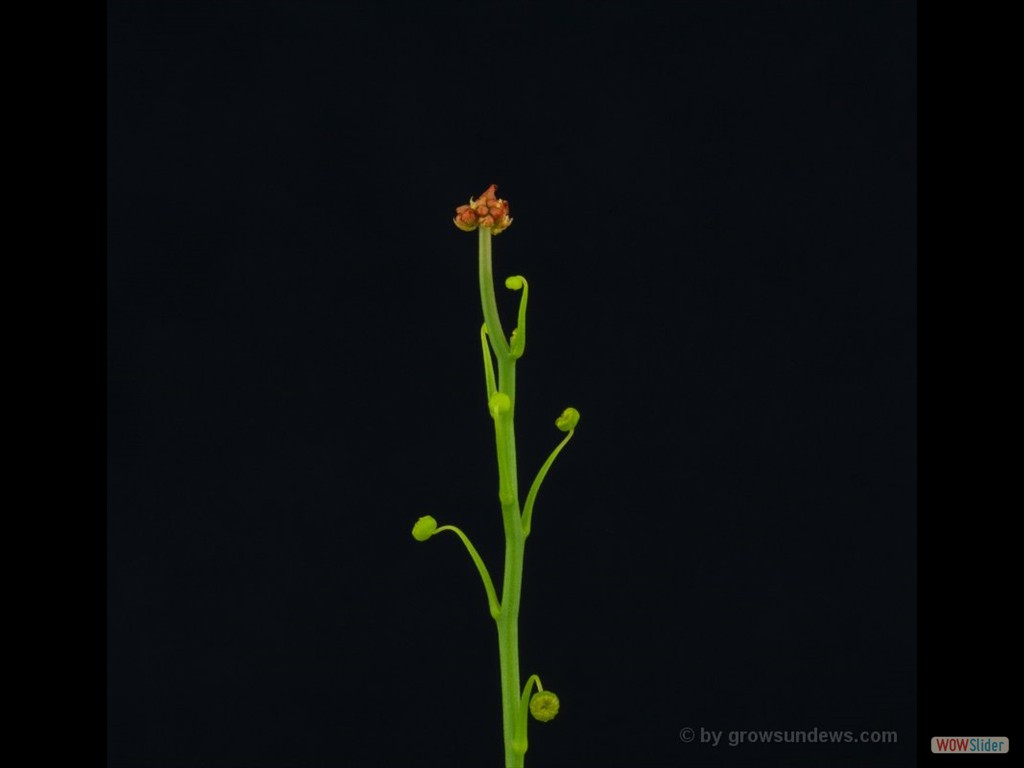 Drosera myriantha beginning flower