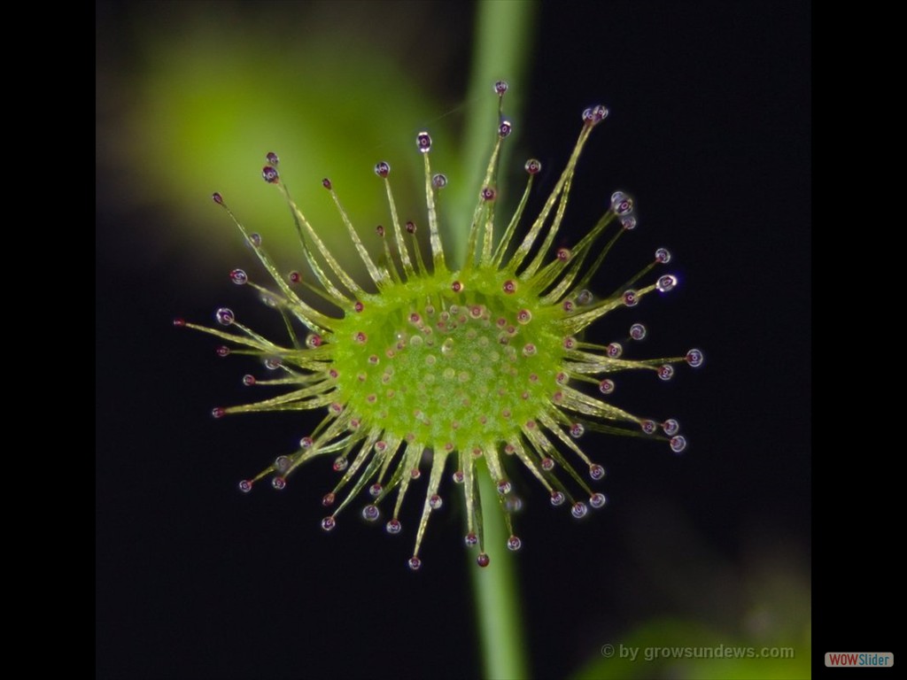 Drosera myriantha leaf