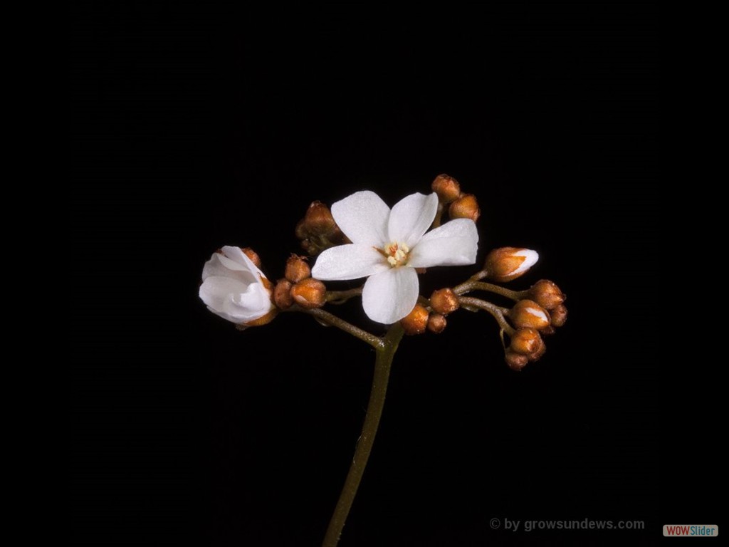 Drosera myriantha with flower