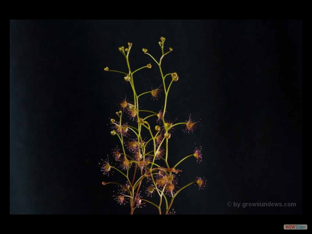 Drosera neesii 2