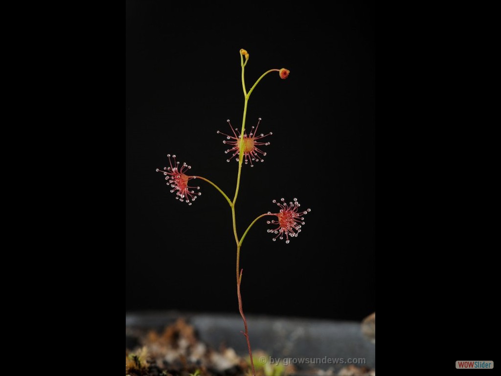 Drosera neesii 3