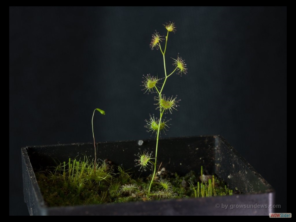 Drosera neesii 4