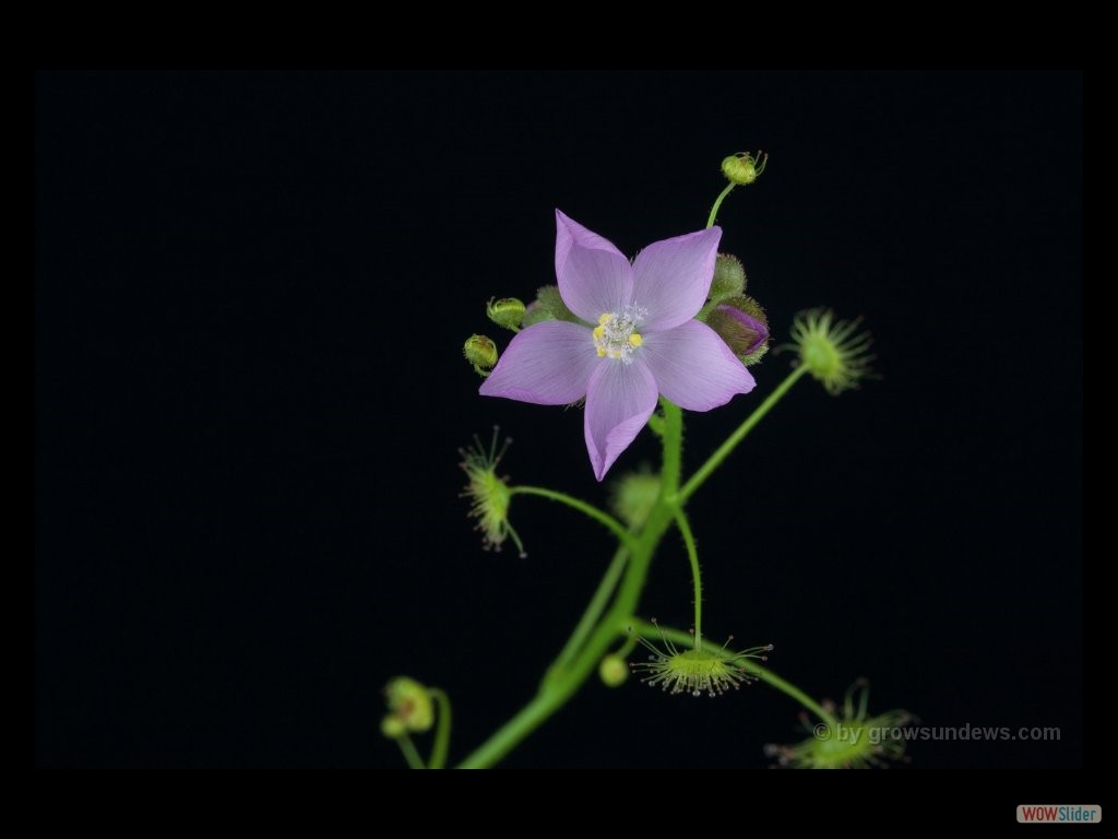 Drosera neesii flower DNES3