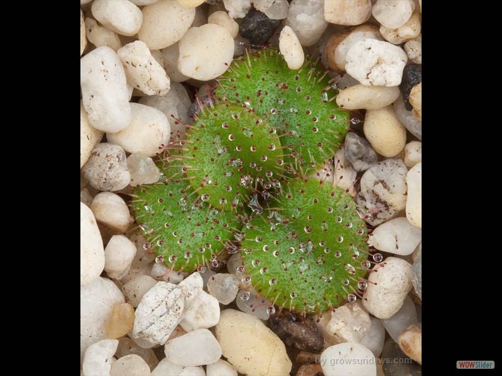 Drosera obriculata 1