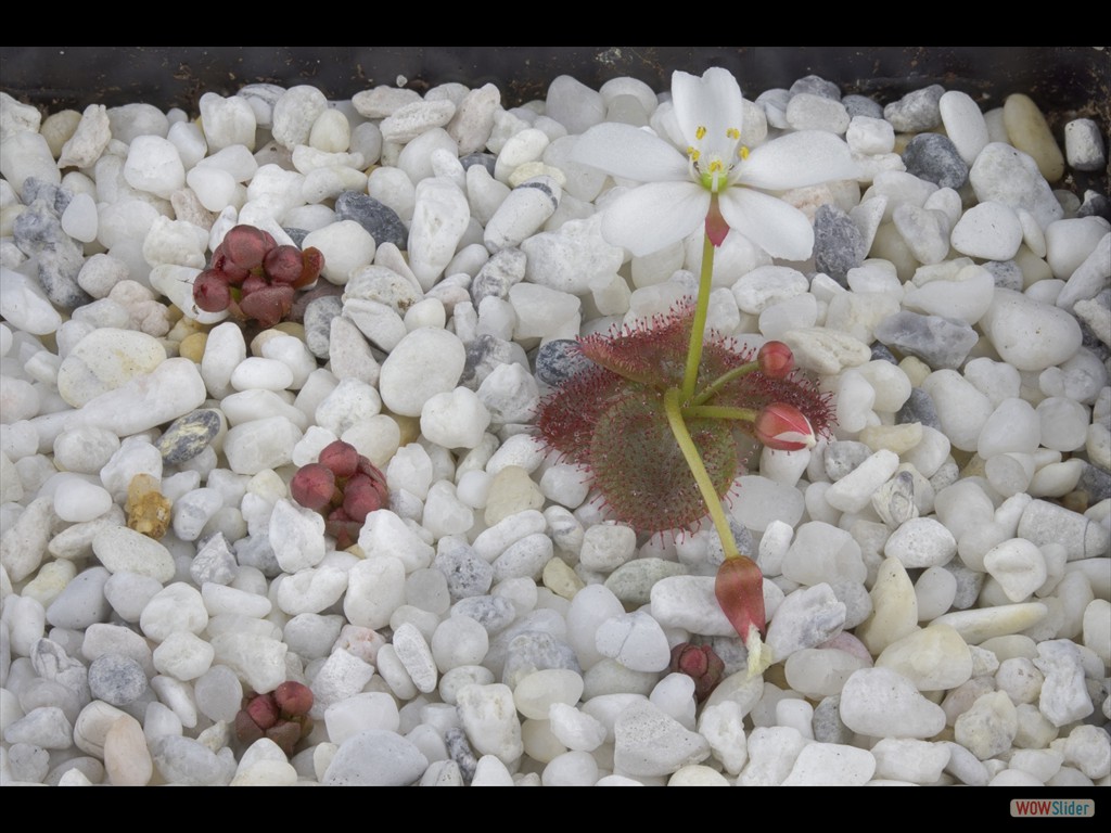 Drosera obriculata DOBR3 many flowers