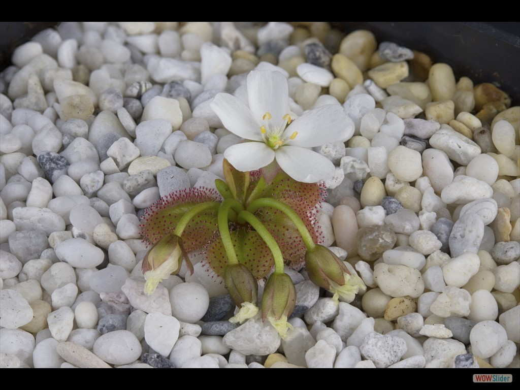 Drosera obriculata flower 2 DOBR3