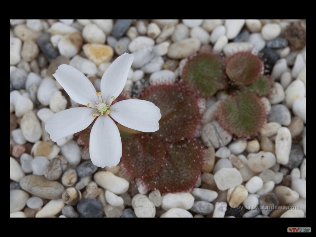 Drosera obriculata flower DOBR