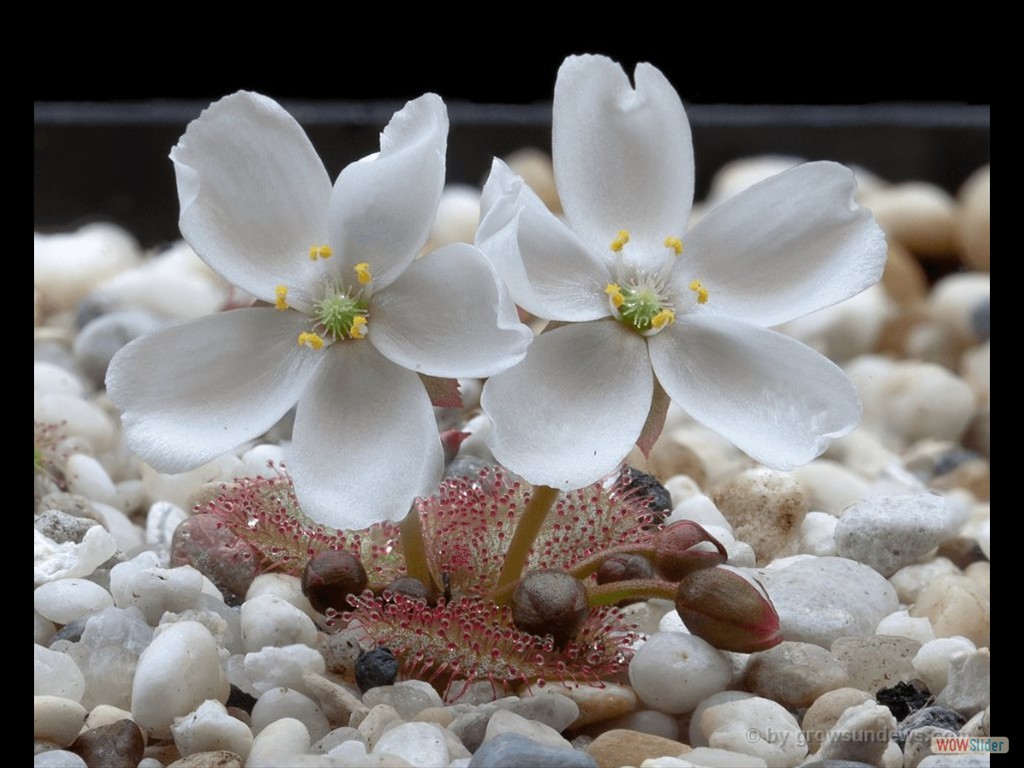 Drosera obriculata flower DOBR2