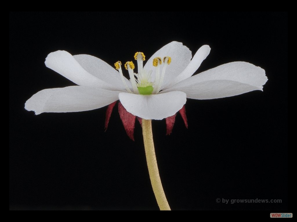 Drosera obriculata flower DOBR3
