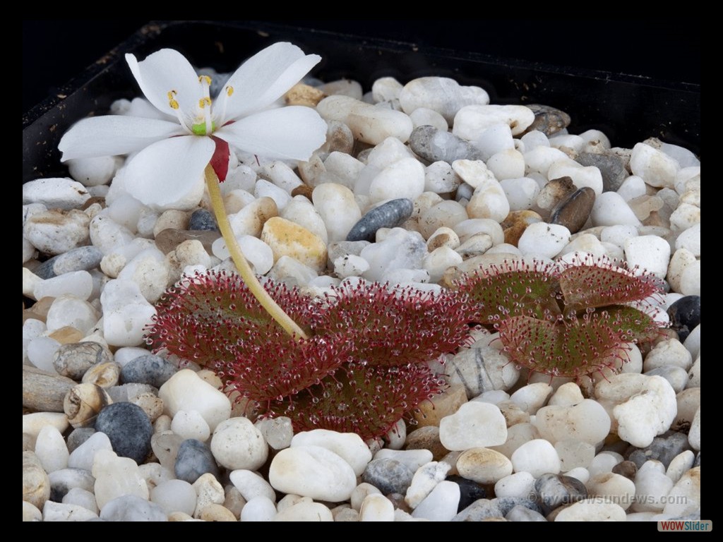 Drosera obriculata plant with flower DOBR2