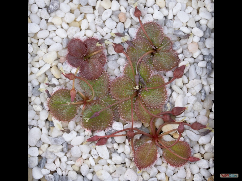 Drosera obriculata seeds growing DOBR3