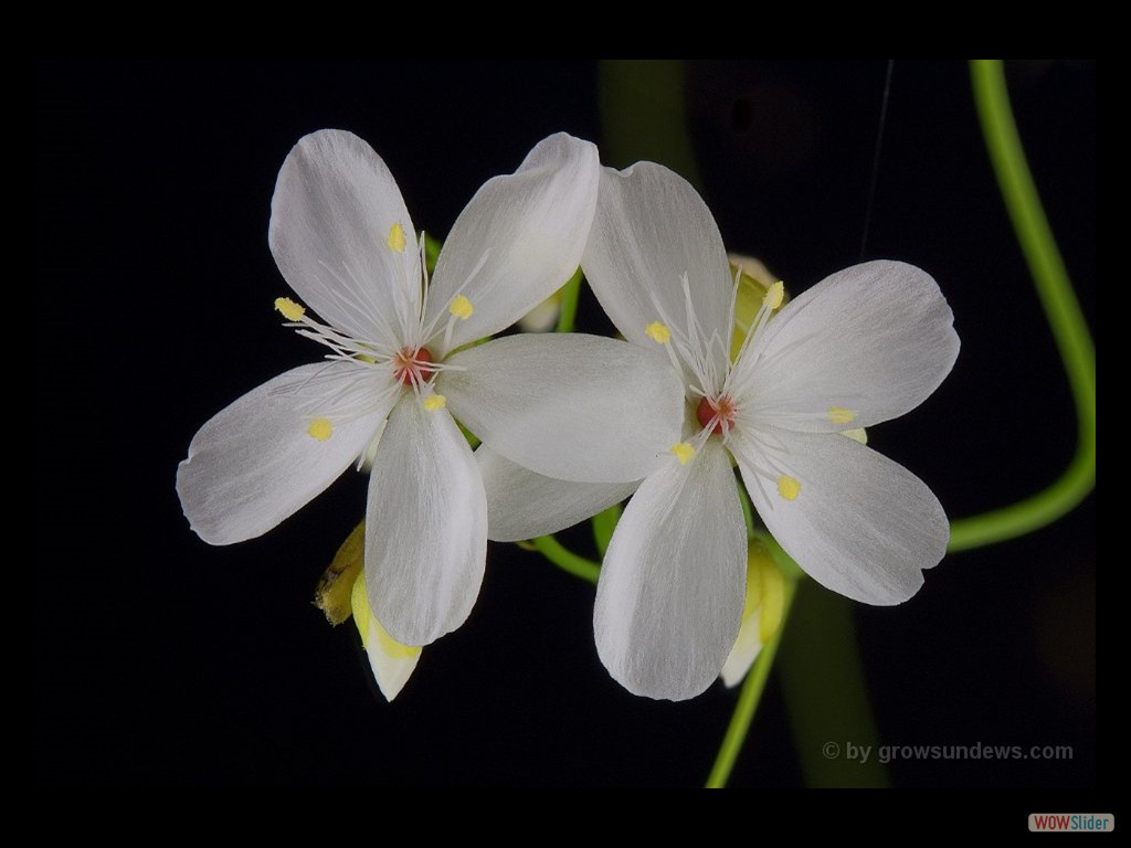 Drosera palladia DPAL2 flower