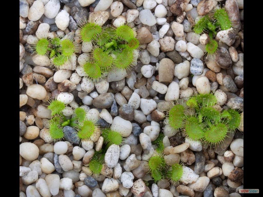 Drosera peltata awakening DPEL4