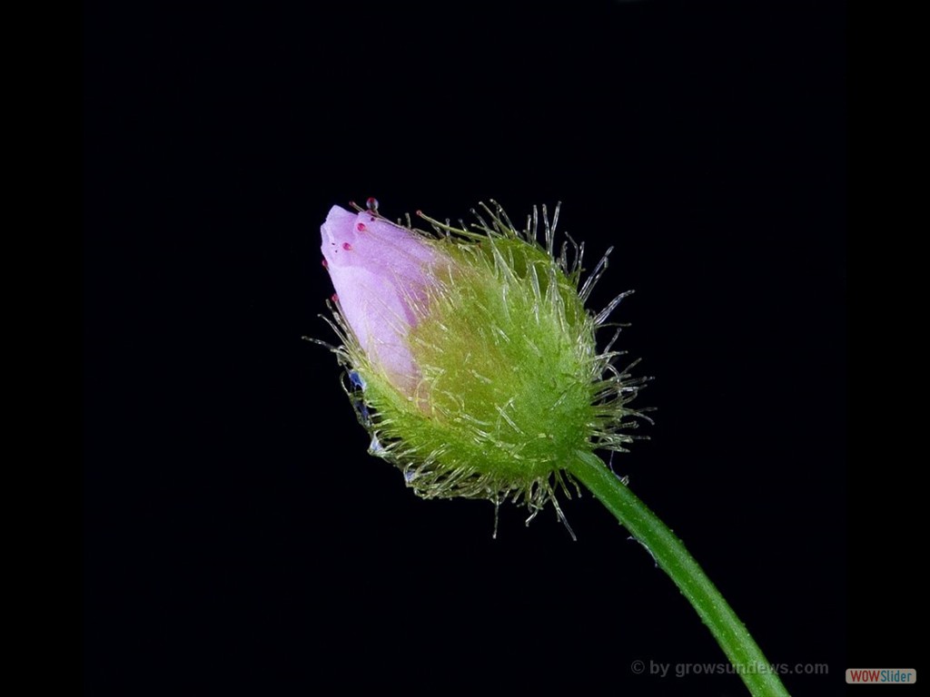 Drosera peltata flower bud