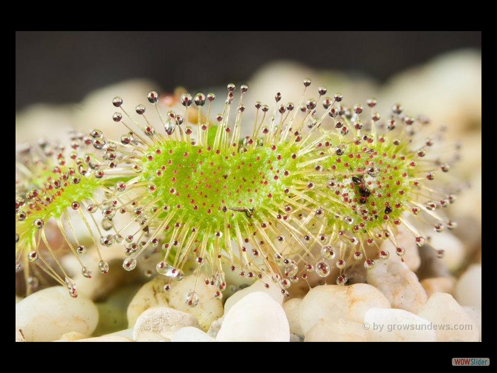 Drosera peltata leaf