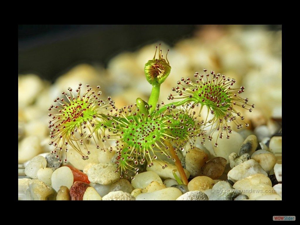 Drosera peltata Wellsford forest