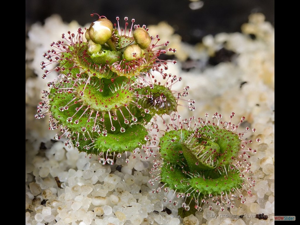 Drosera platypoda