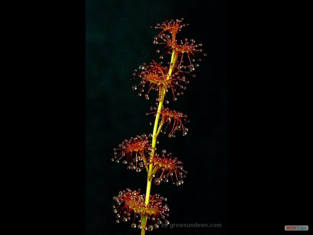 Drosera platypoda 2