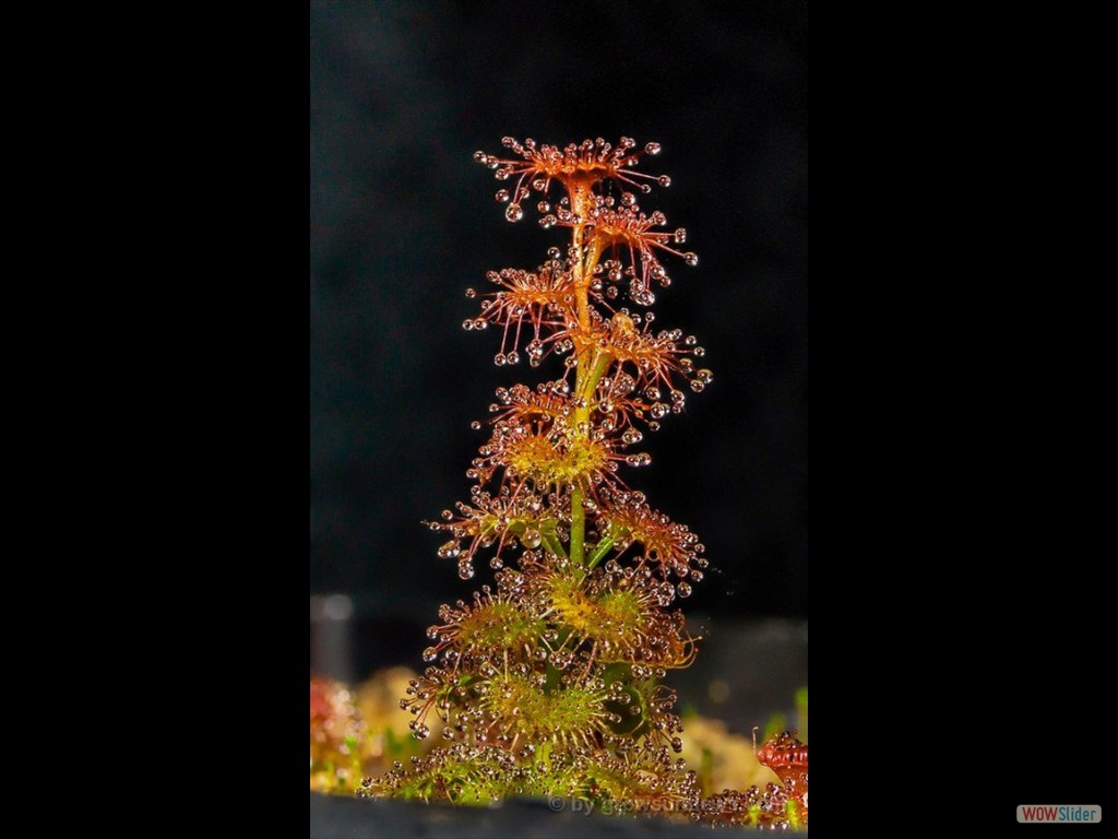 Drosera platypoda 3