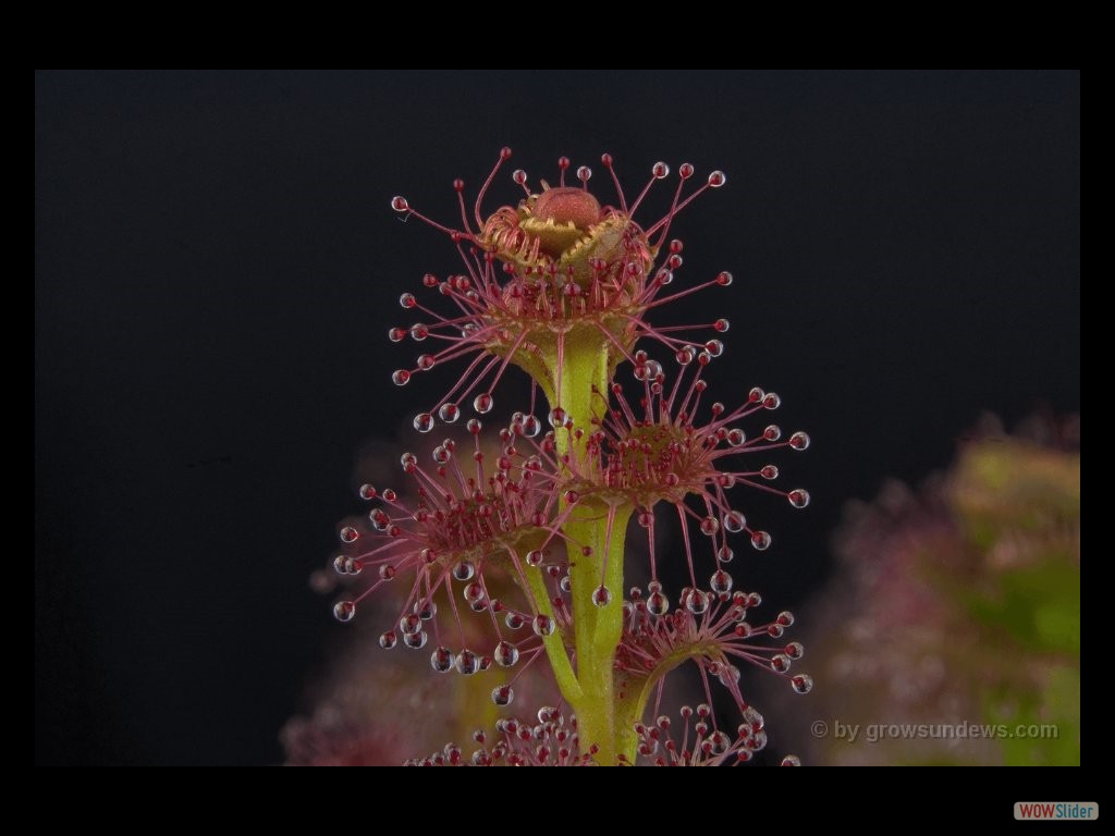 Drosera platypoda  2 DPPO2