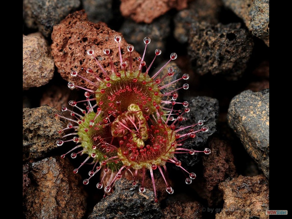 Drosera platypoda awakening