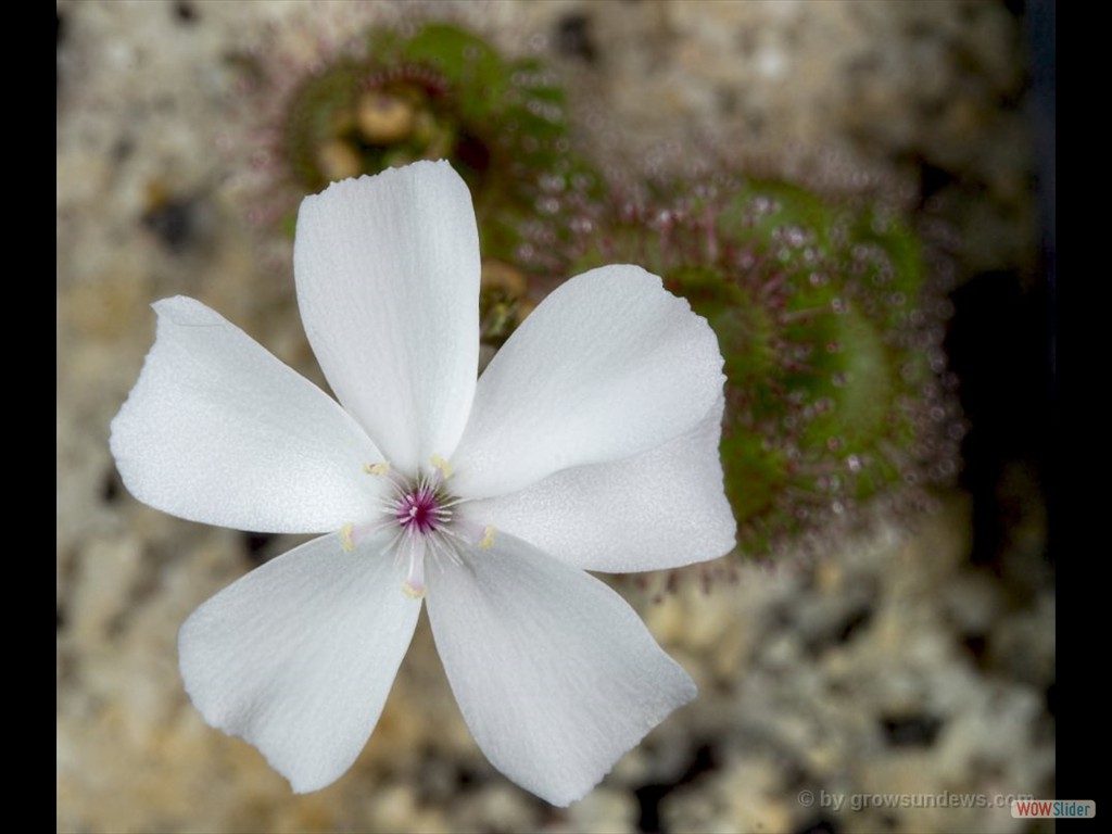 Drosera platypoda flower