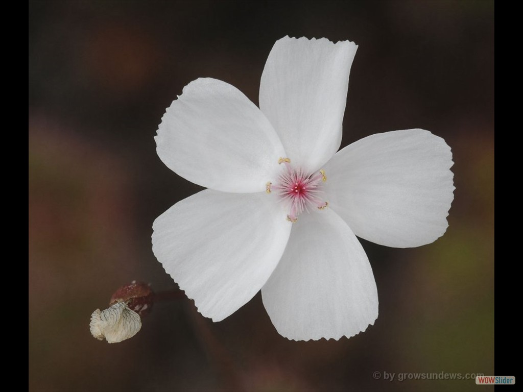 Drosera platypoda flower 3