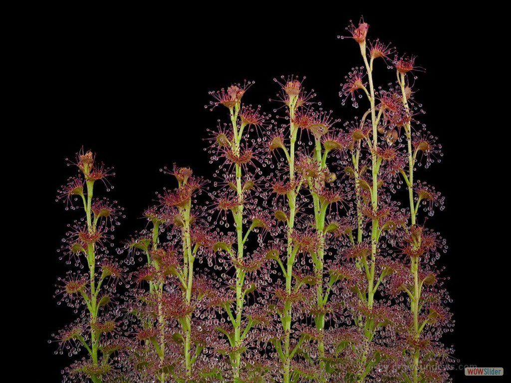 Drosera platypoda forest