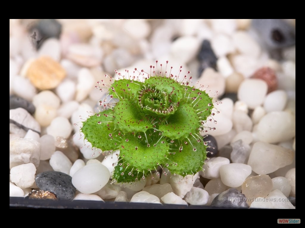 Drosera platypoda small