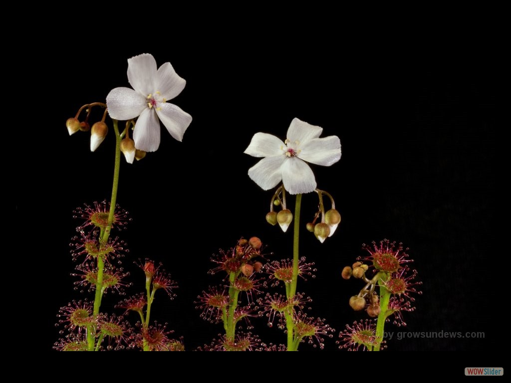 Drosera platypoda two flowers