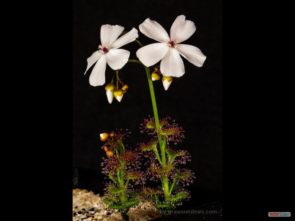 Drosera platypoda with 2 flowers