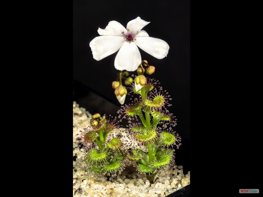 Drosera platypoda with flower