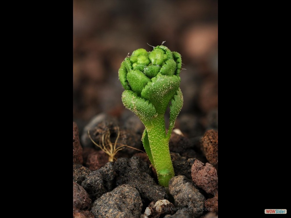 drosera_porrecta_awakening_2