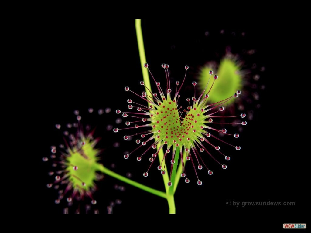 drosera_porrecta_leaf