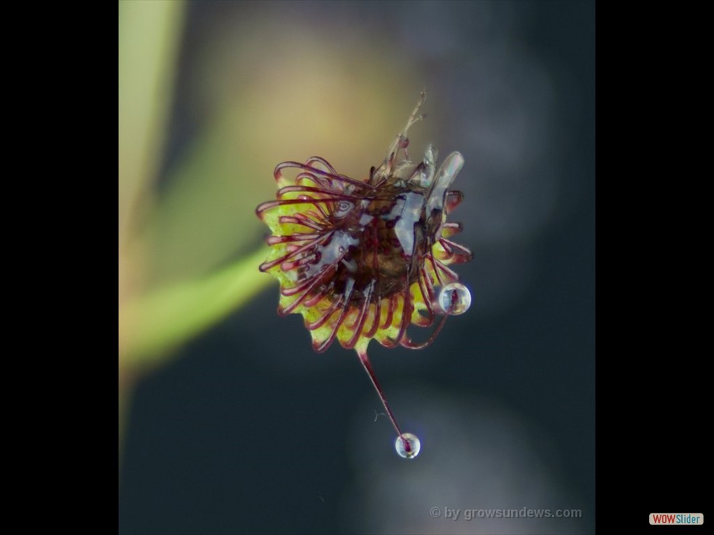 drosera_porrecta_with_prey