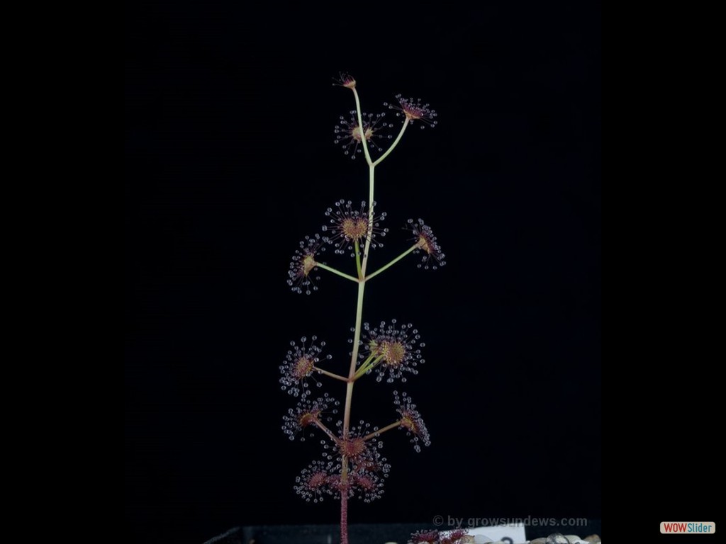 drosera_porrecta_young_dpor1