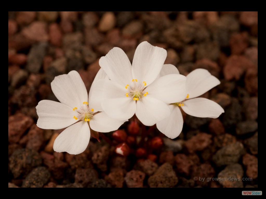 Drosera praefolie flowers 1