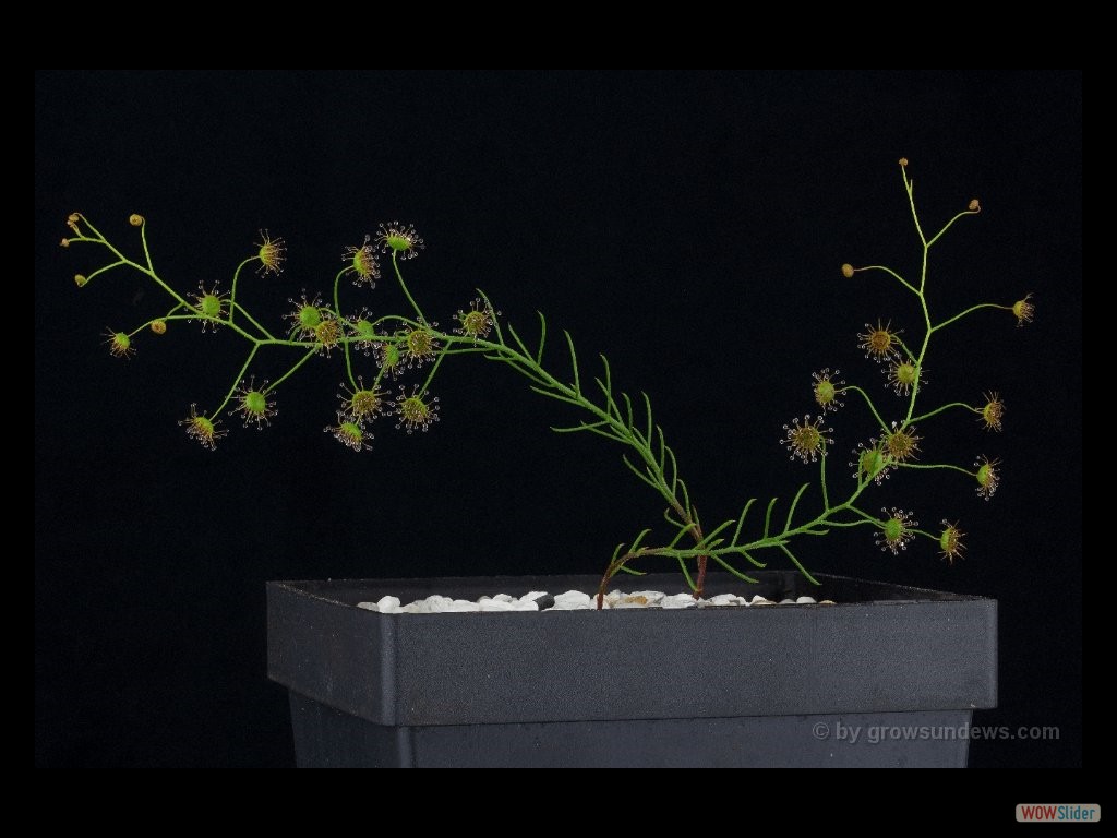 Drosera prophylla DPPH1