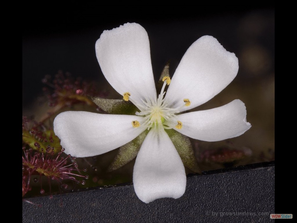 Drosera prostrata flower 1 DPRS1
