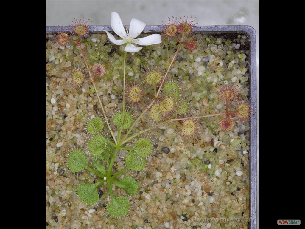 Drosera prostrata plant 1 DPRS1