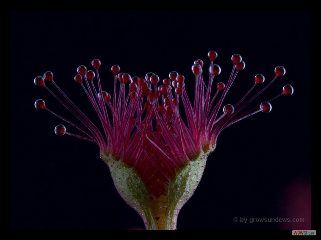 Drosera purpurascenc