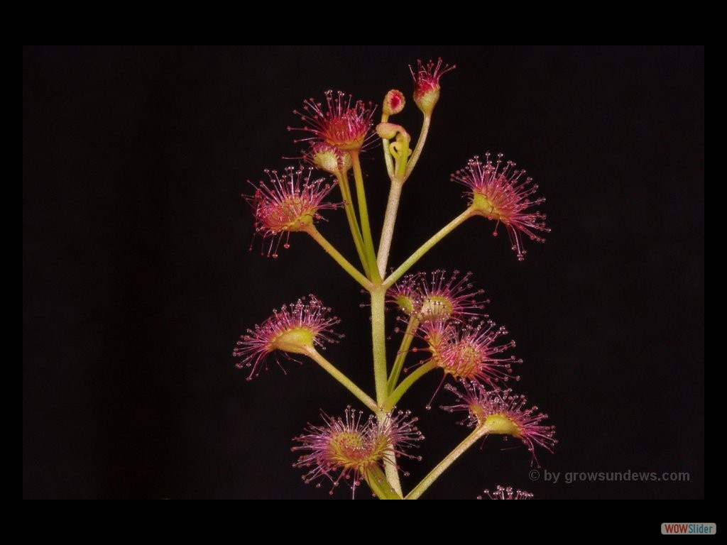 Drosera purpurascens 1